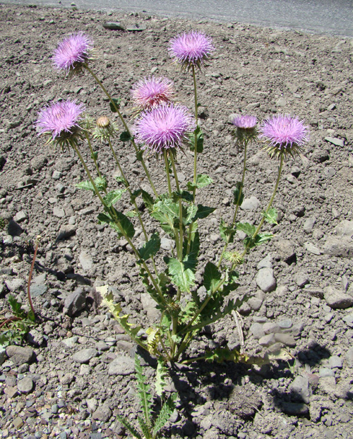 Image of Cousinia fetissowii specimen.