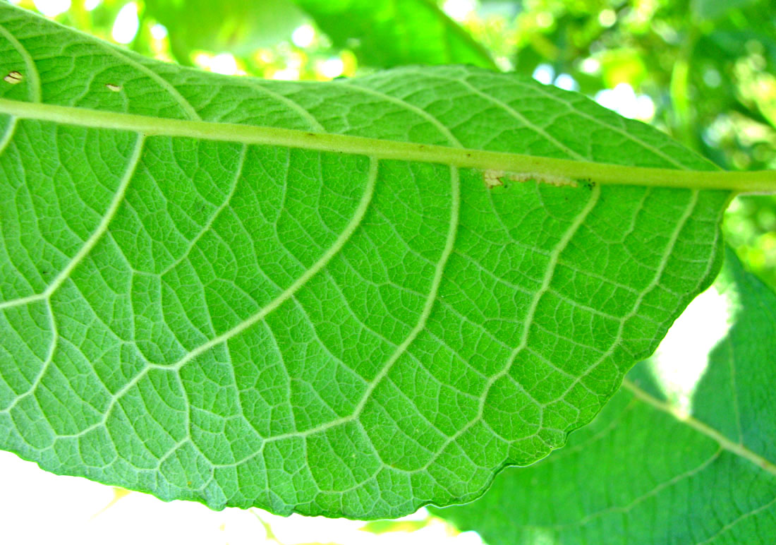 Изображение особи Salix calodendron.