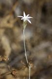 Xeranthemum longepapposum. Верхушка побега с соцветием. Южный Казахстан, Верхний Боролдай, ущ. Карасай, восточный гребень. 30.06.2011.