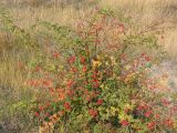 Rosa rubiginosa