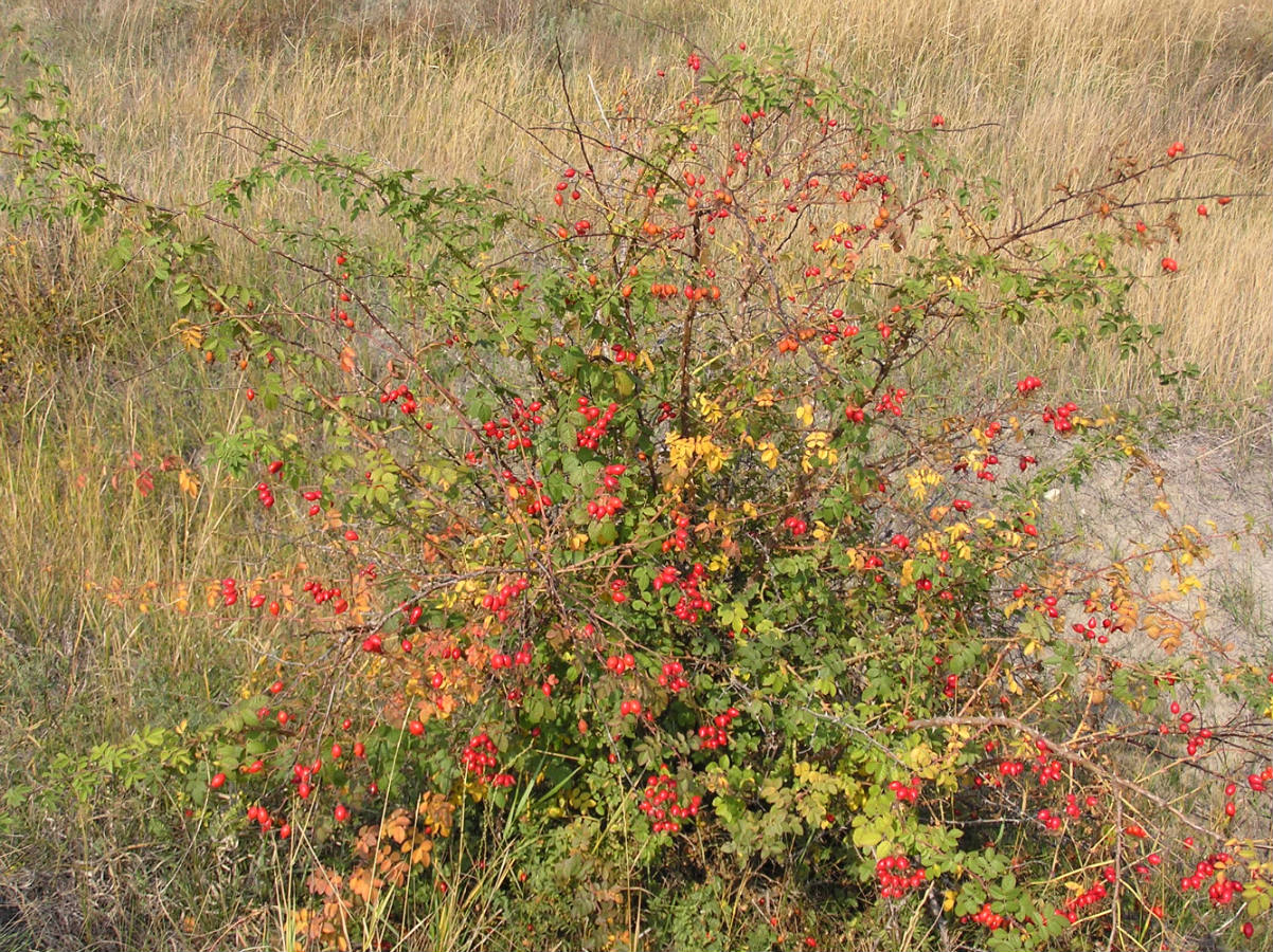 Image of Rosa rubiginosa specimen.