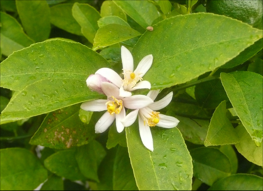 Image of Citrus limon specimen.