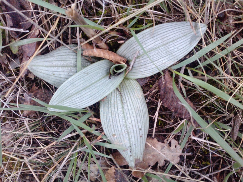 Изображение особи Ophrys mammosa ssp. caucasica.