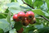 Crataegus punctata. Плоды. Узбекистан, г. Ташкент, Ботанический сад им. Ф.Н. Русанова, североамериканская часть дендропарка. 01.09.2010.