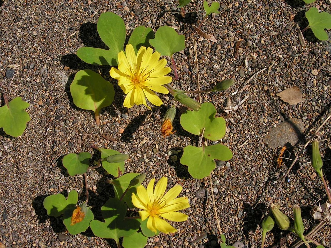 Изображение особи Chorisis repens.