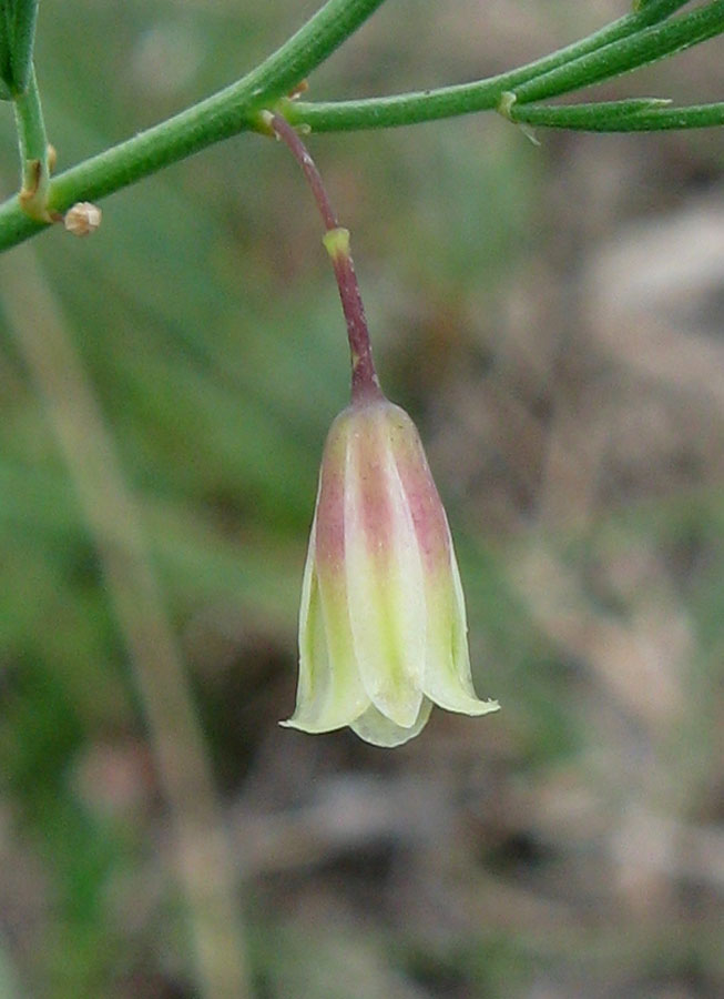 Изображение особи Asparagus officinalis.