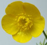 Ranunculus repens. Цветок. Германия, г. Кемпен, на лугу. 14.05.2012.