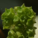 Valerianella brachystephana