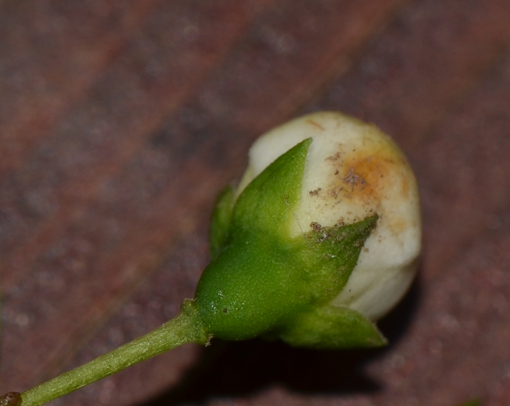 Image of Myrtus communis specimen.