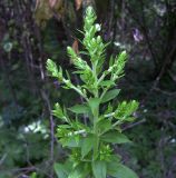 род Solidago