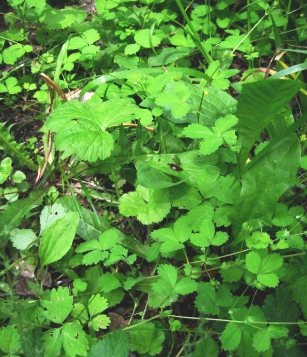 Изображение особи Waldsteinia geoides.