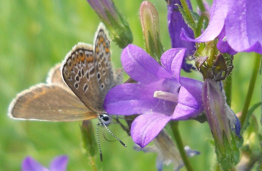 Изображение особи Campanula sibirica.