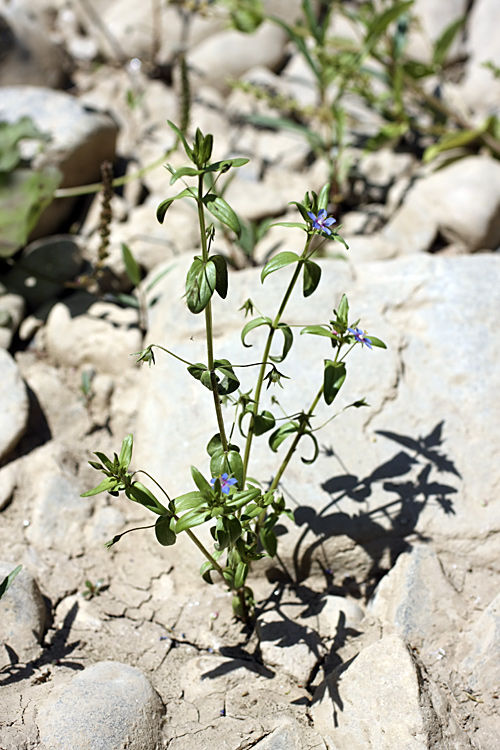 Изображение особи Anagallis foemina.