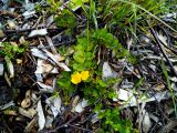 Lysimachia nummularia