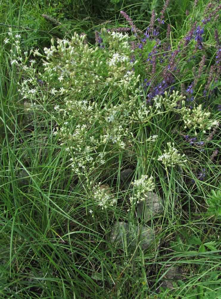 Image of Silene wolgensis specimen.