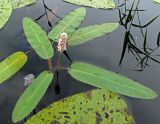 Persicaria amphibia