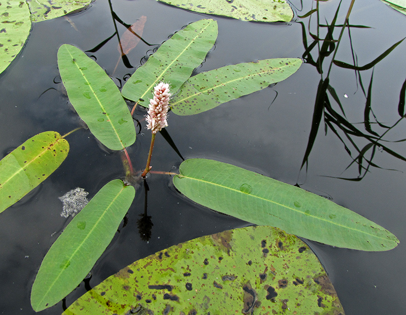 Изображение особи Persicaria amphibia.