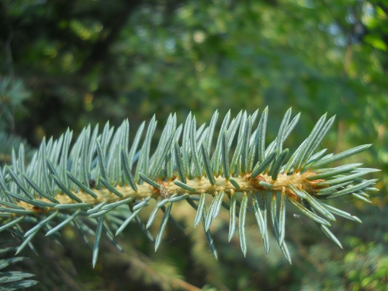 Изображение особи Picea pungens f. glauca.