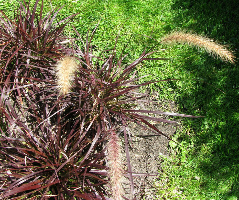 Image of Pennisetum setaceum specimen.