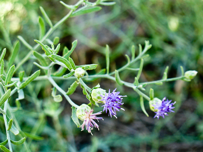 Изображение особи Acroptilon repens.