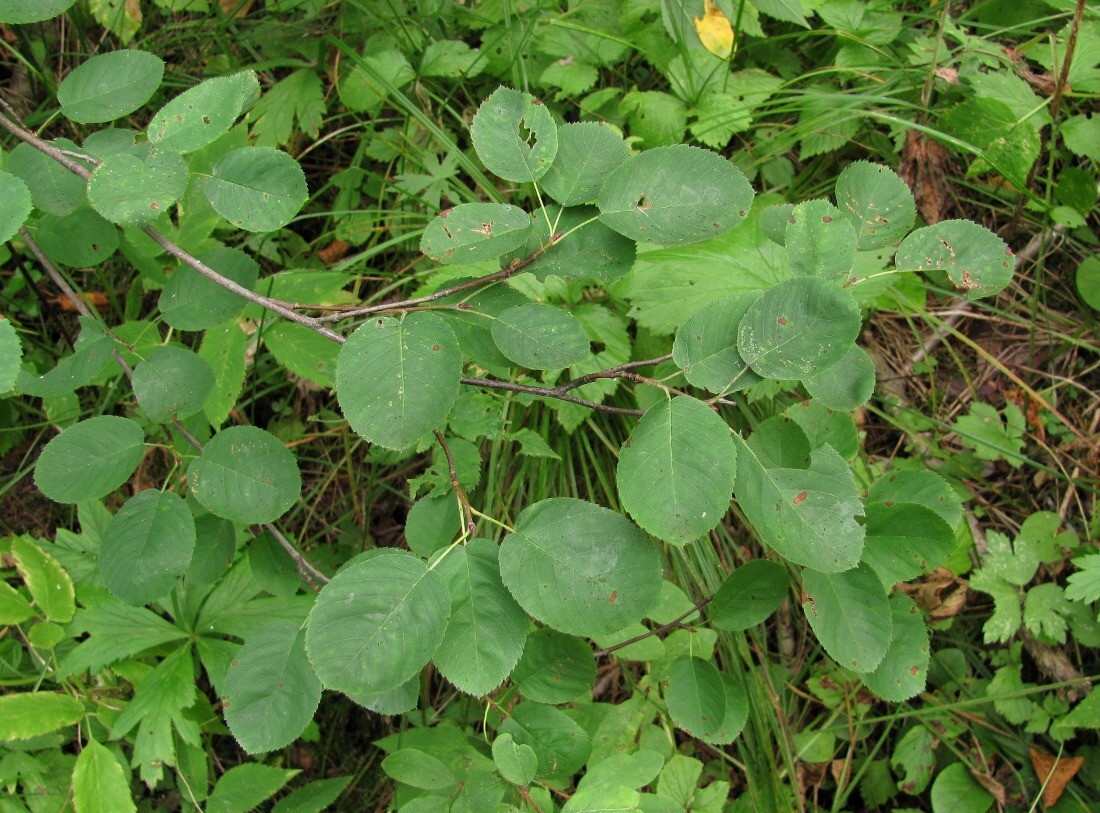 Image of Amelanchier spicata specimen.
