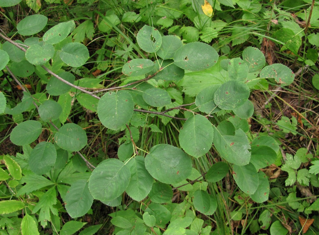 Изображение особи Amelanchier spicata.