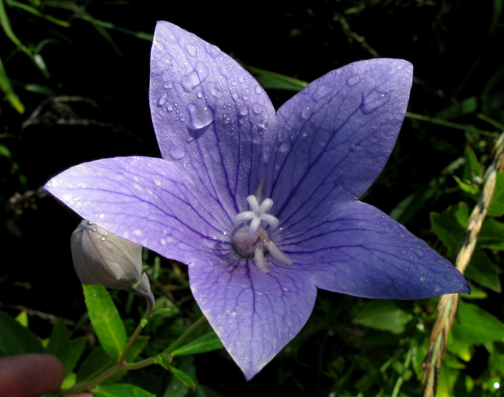 Изображение особи Platycodon grandiflorus.