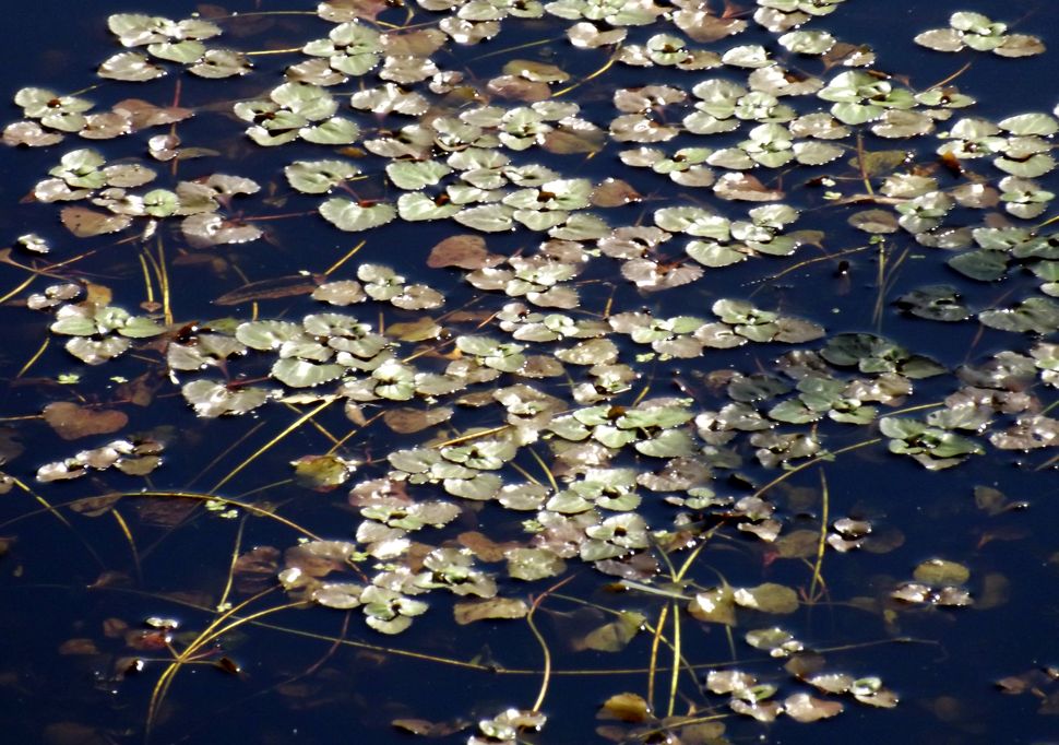 Image of Trapella sinensis specimen.