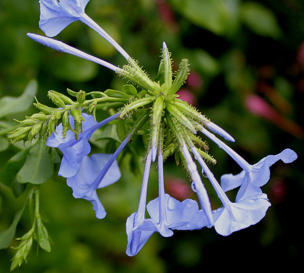 Image of Plumbago auriculata specimen.