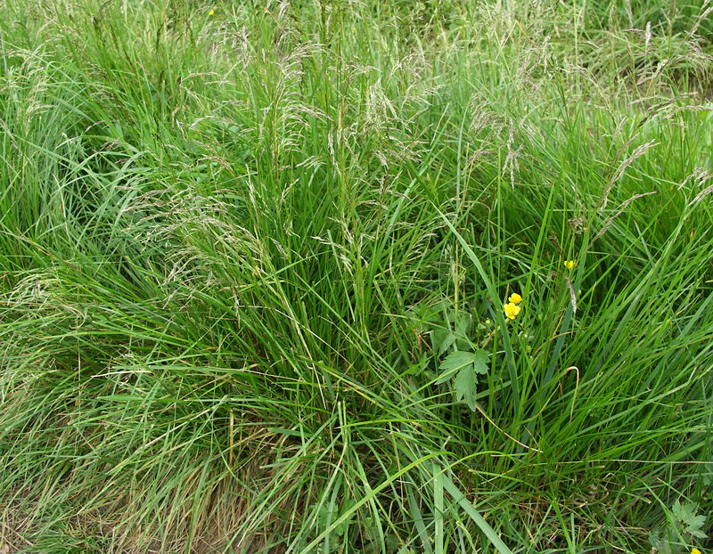 Изображение особи Deschampsia cespitosa.