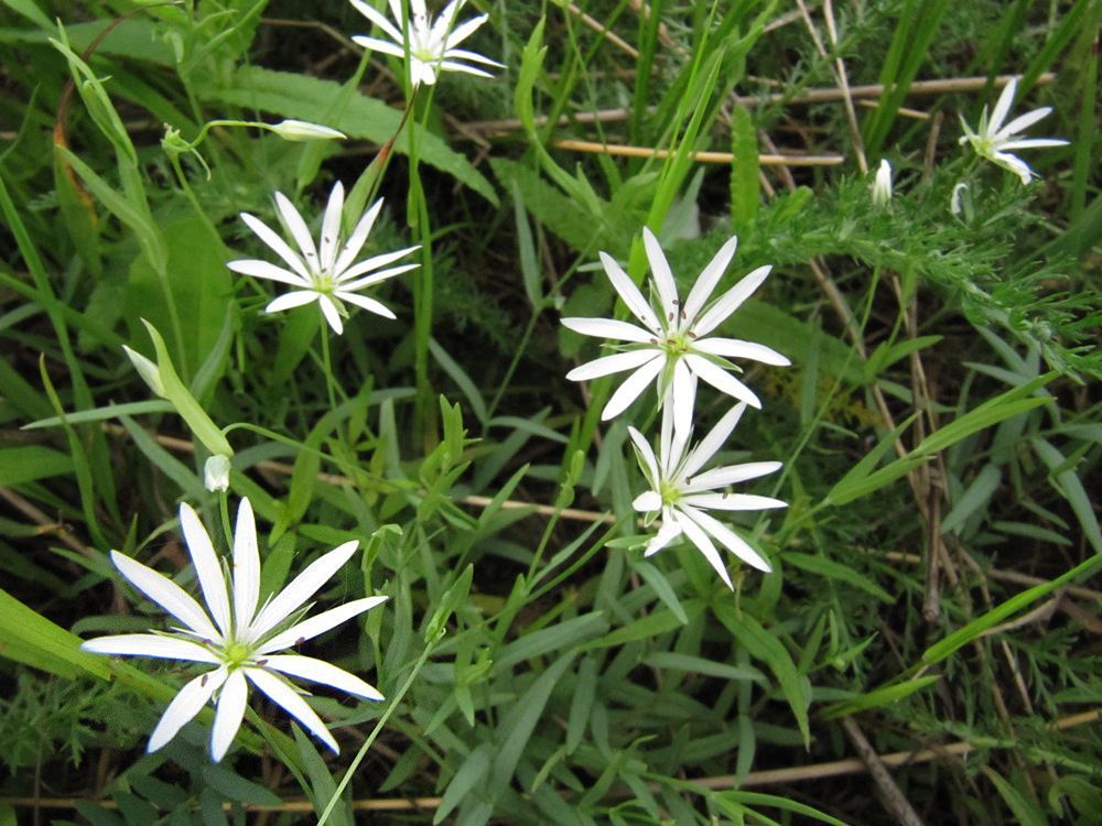 Изображение особи Stellaria palustris.