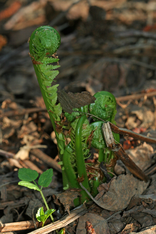 Image of Matteuccia struthiopteris specimen.