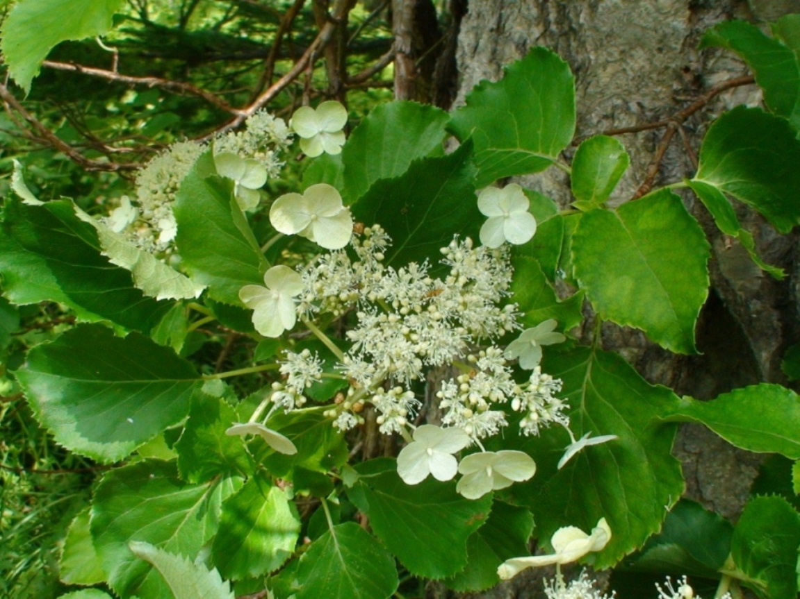 Image of Hydrangea petiolaris specimen.