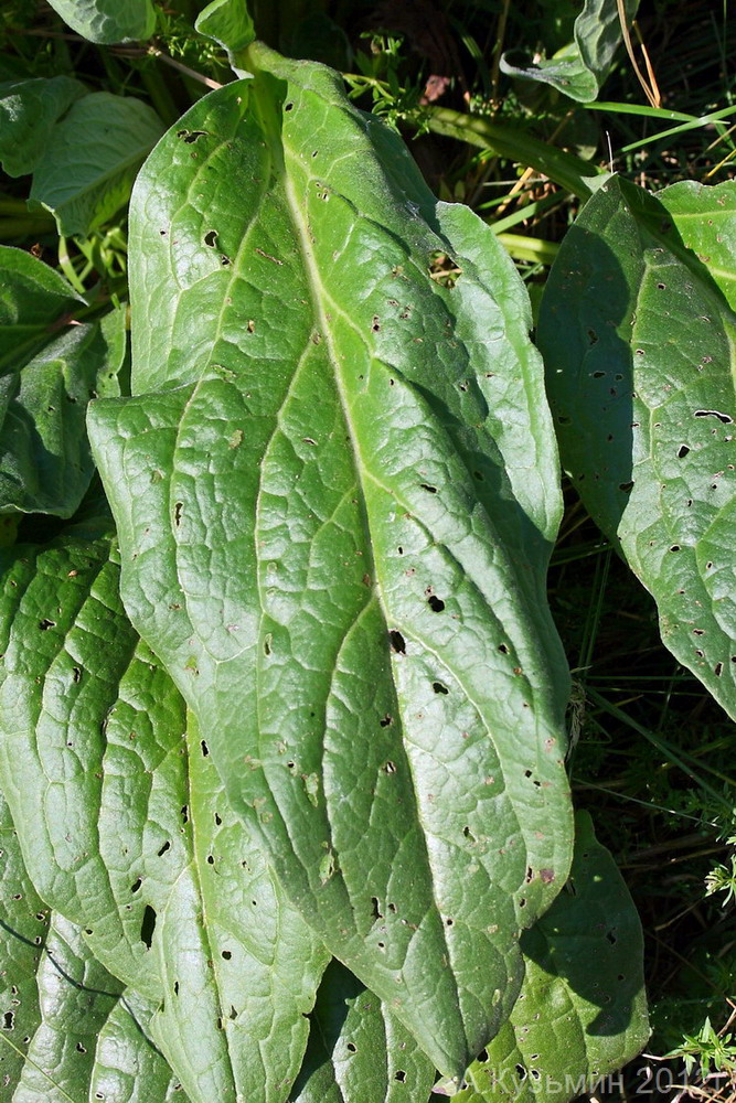 Изображение особи Cynoglossum officinale.