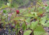 Rubus arcticus