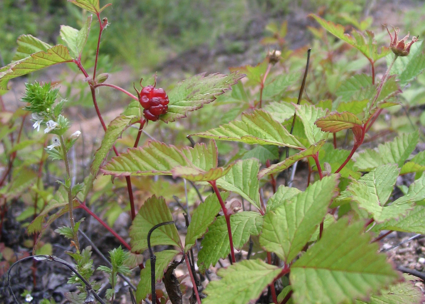 Изображение особи Rubus arcticus.