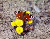 Tussilago farfara. Цветущие растения. Юг Красноярского края, район хребта Ергаки, берег реки УС. Май 2004 г.