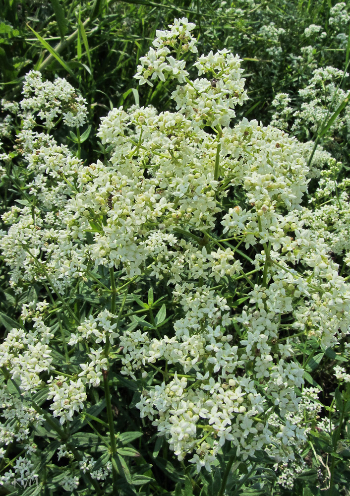 Изображение особи Galium physocarpum.