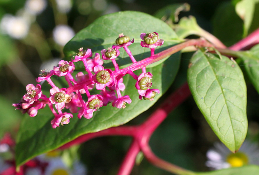 Изображение особи Phytolacca americana.