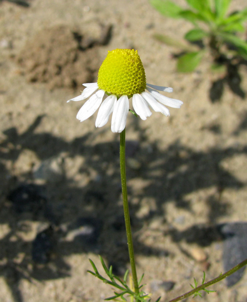 Image of Matricaria recutita specimen.