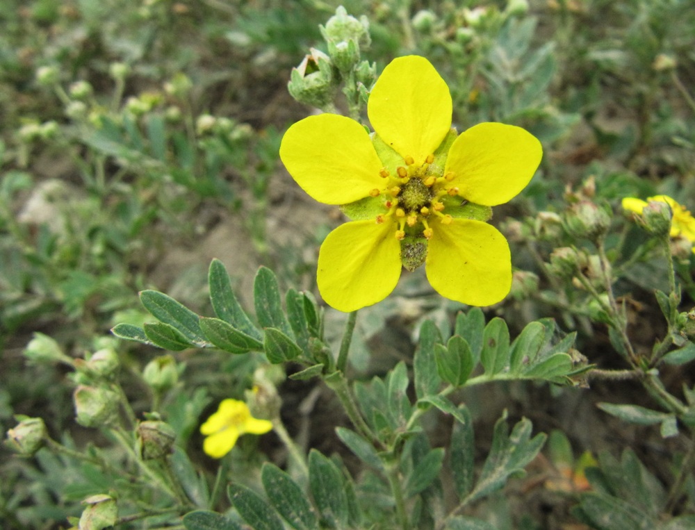 Изображение особи Potentilla bifurca.