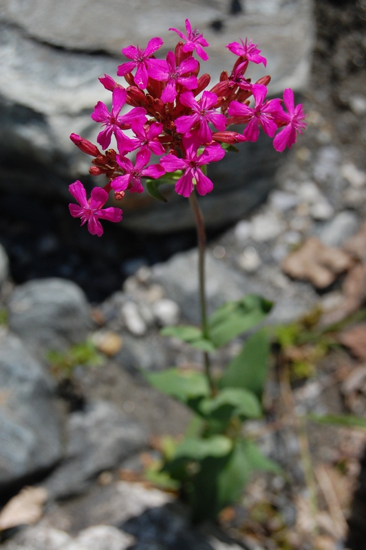 Изображение особи Silene compacta.