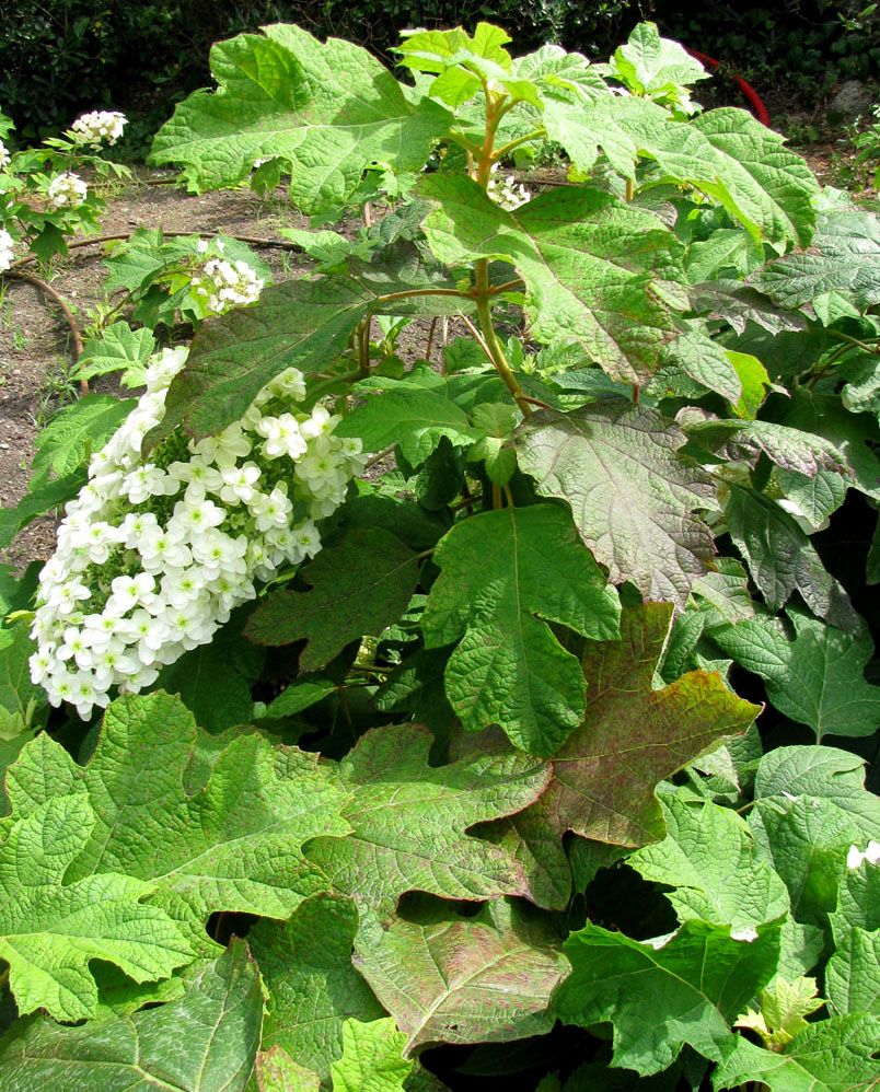 Изображение особи Hydrangea quercifolia.