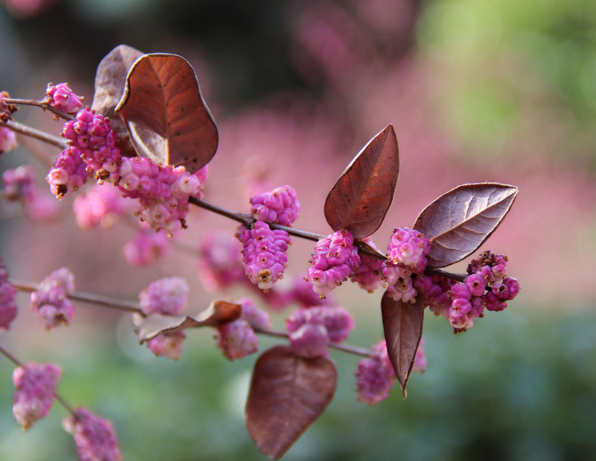 Image of Symphoricarpos orbiculatus specimen.