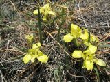 Iris potaninii