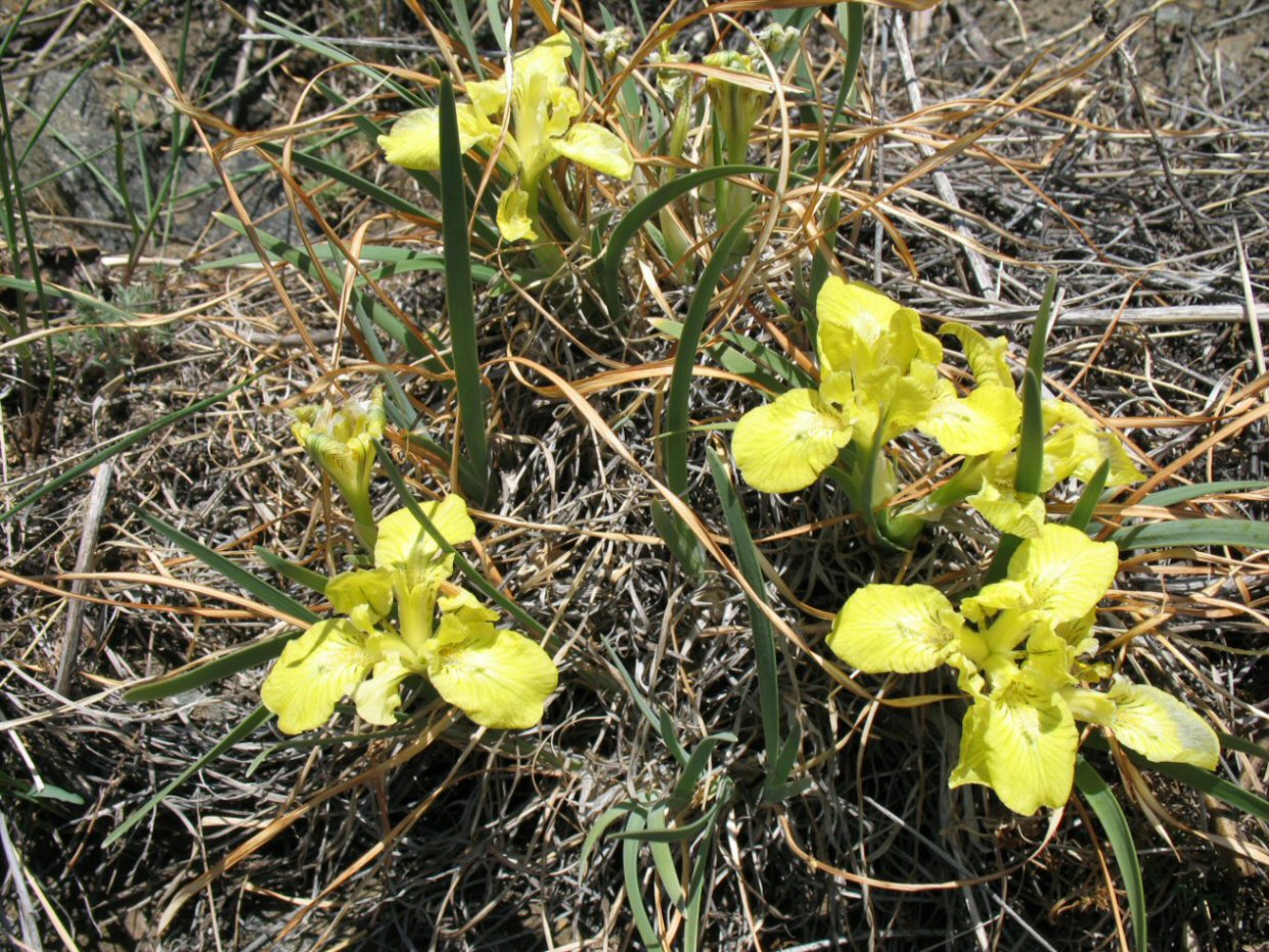 Image of Iris potaninii specimen.