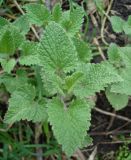 Nepeta cataria