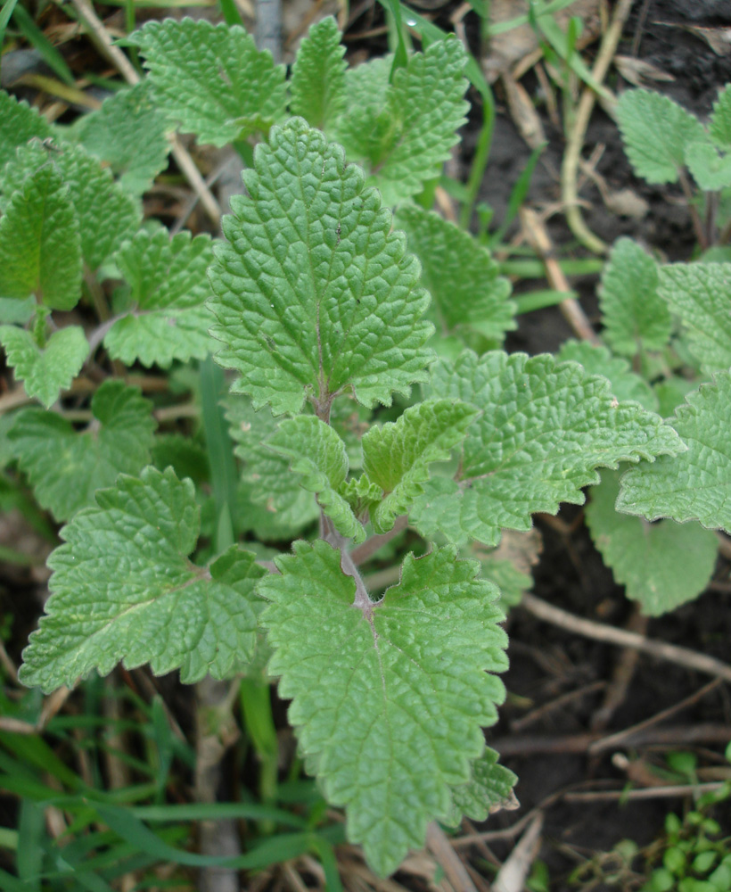 Image of Nepeta cataria specimen.