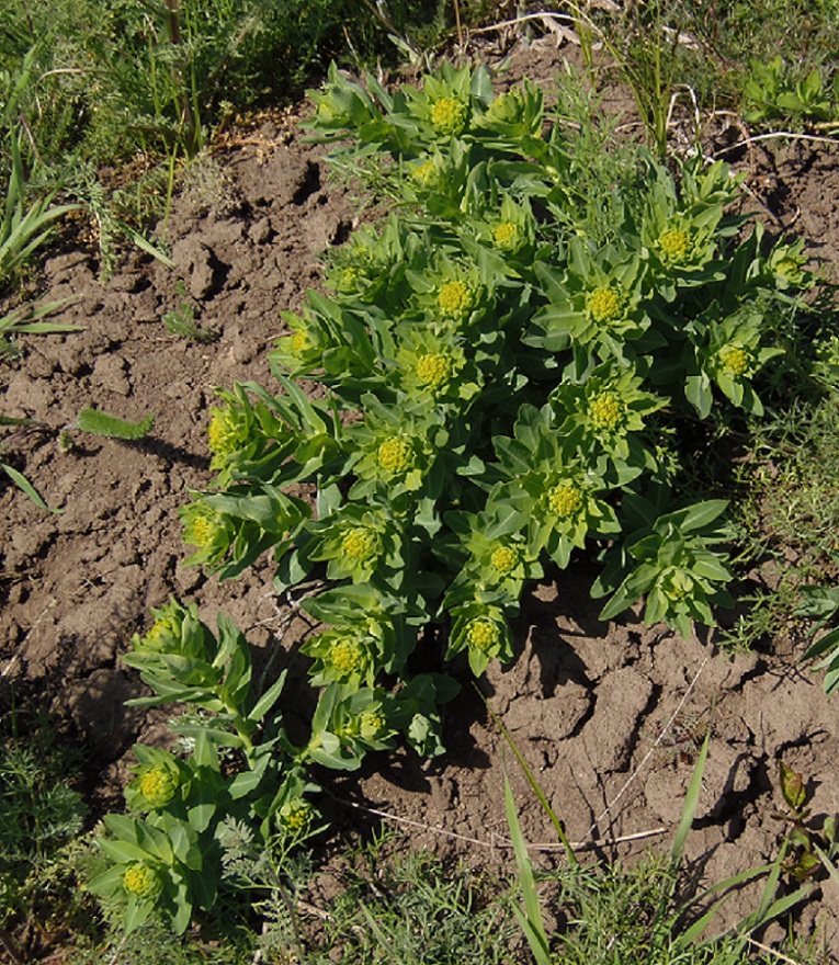 Image of Euphorbia villosa specimen.