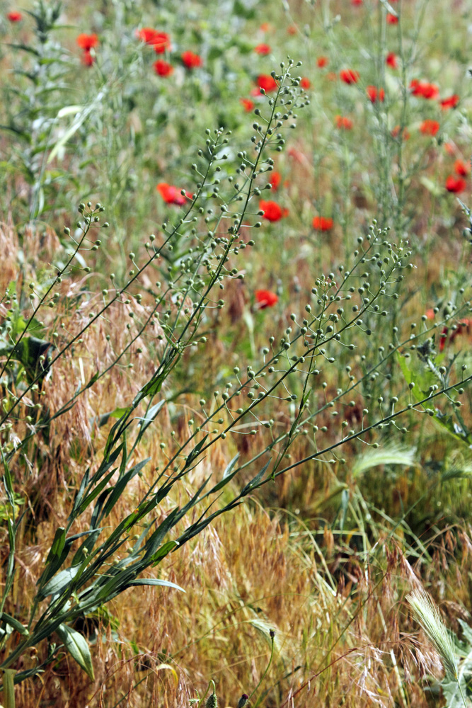 Image of Camelina sylvestris specimen.